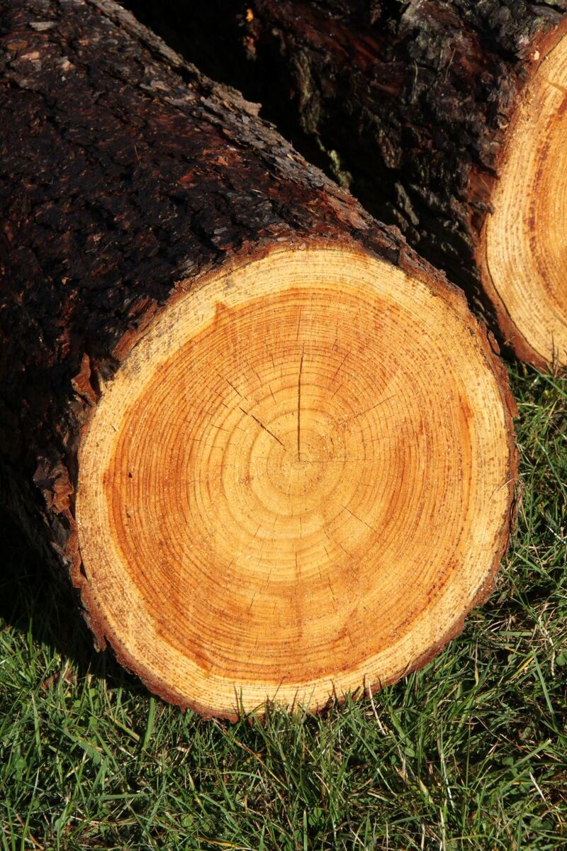 A freshly cut log end with bright, strong color