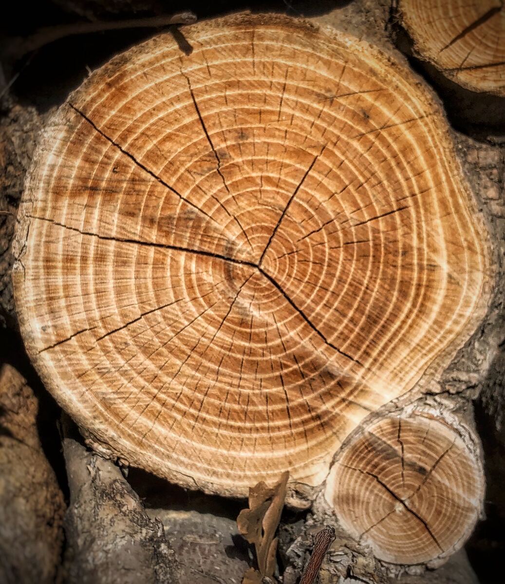 The end of a firewood round with cracks running out from the center