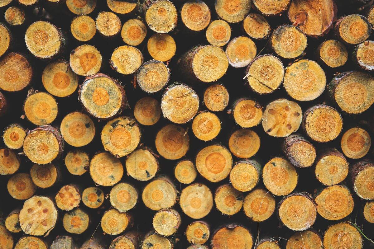 A stack of freshly cut logs with bright yellow-orange ends